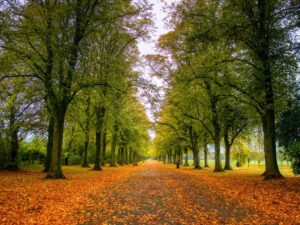Photo of autumn path